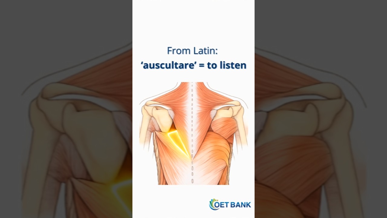Auscultatory Triangle #english #anatomy