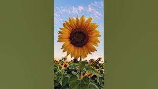 FreshlyRC - Sunflower (Beat) // Facebook Soundtrack