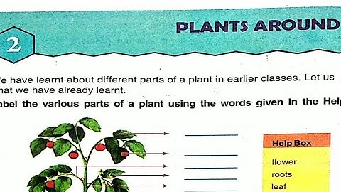 Plants Around Us | EVS | DAV Public School | Class 3 | Chapter 2 | My Living World|English Explained