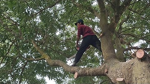 Cưa  cây  xà  cừ  siêu  to siêu  nhánh  .Cưa  cây  kỷ thuật cao