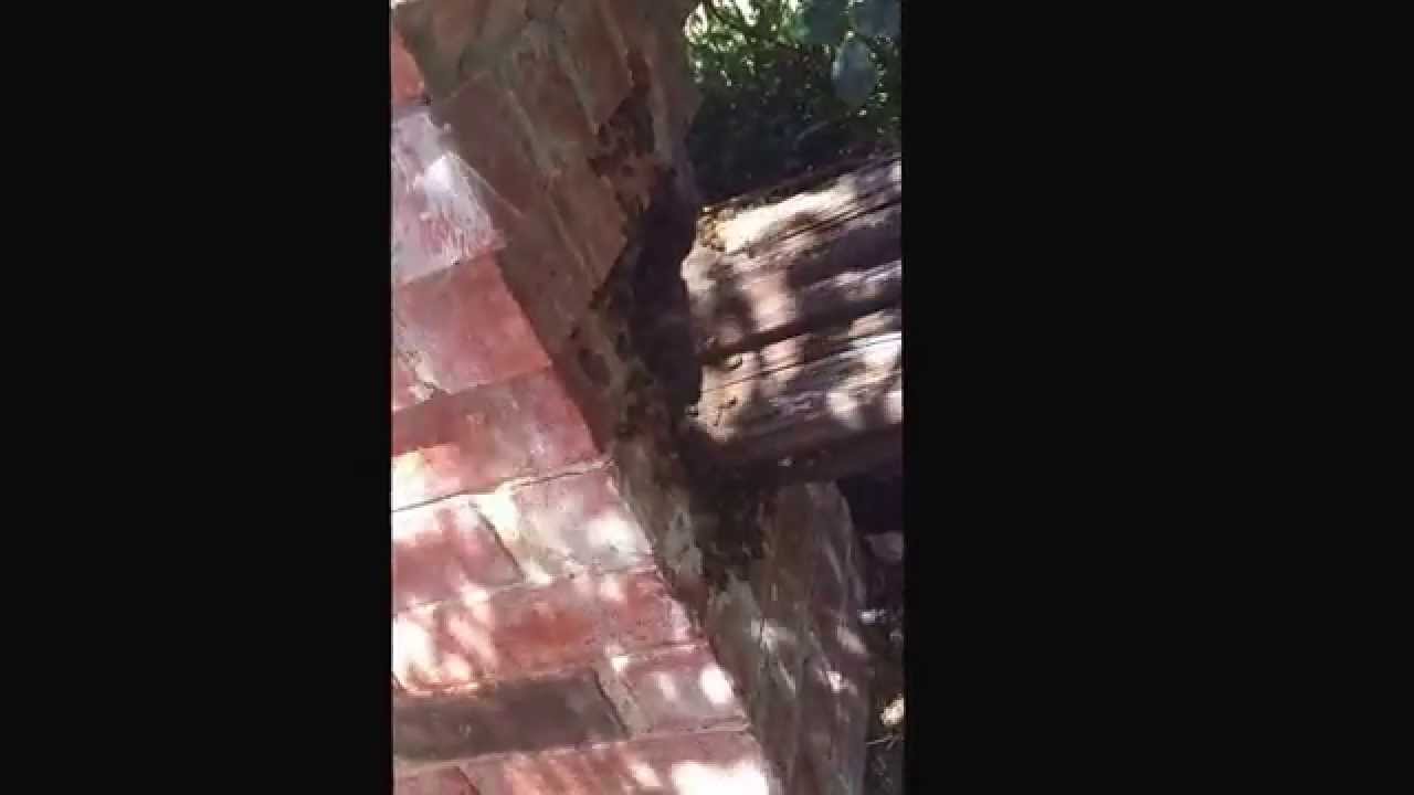 coyotes don edwards Honey bee removal from brick pillar
