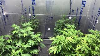 SpiderFarmer LED Grow: Back on track