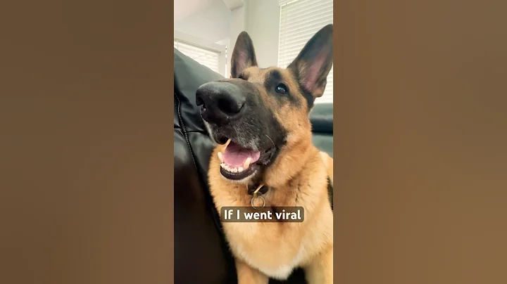 German Shepherd checking if he went viral #puppy #funny #cutedog #foryou #germanshepherd #pets