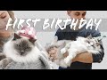 Ragdoll Kittens turn 1 year old! BOX PAWTY in a cardboard castle | Ragdolls Pixie and Bluebell