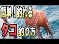 簡単で数が釣れる！　タコ釣りのアクションとタコエギをお伝えします！