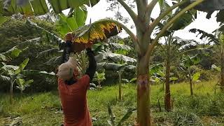 Deshoje o Poda correcta para el  saneamiento del Platano🌱🌱 by plantas y Semillas CS 160,796 views 2 years ago 6 minutes, 40 seconds