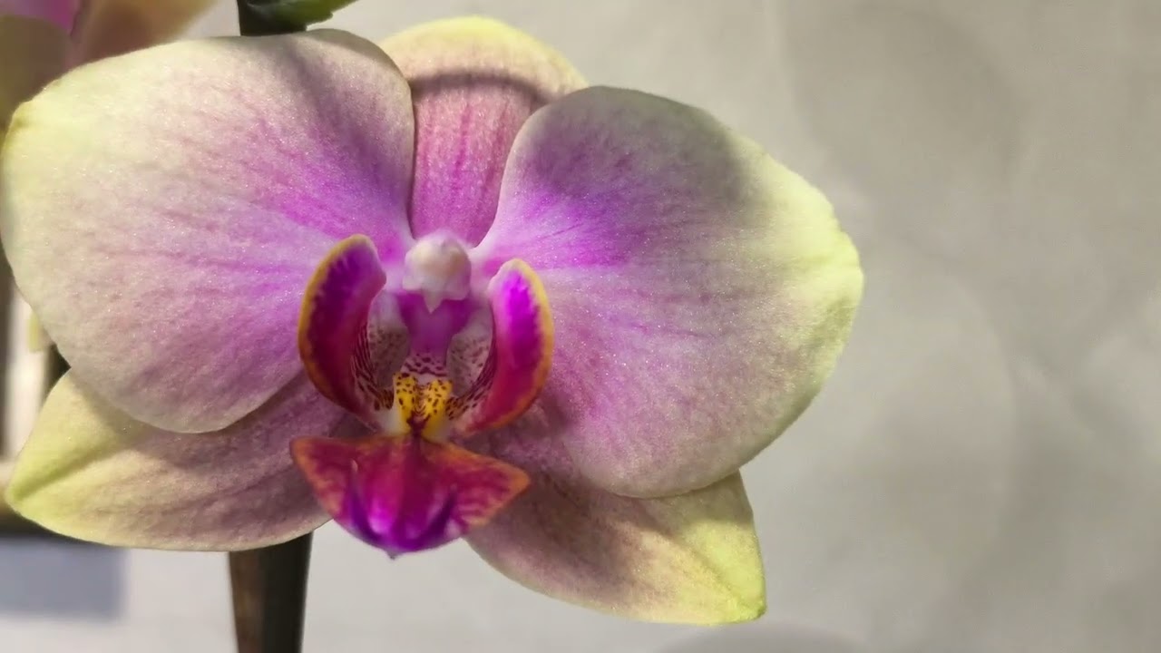 Стюартиана и Сара Блаш 