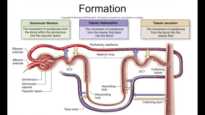 Chapter 27 Urinary System Part2