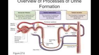 Celebrity Chapter 27 Urinary System Part2 Net Worth