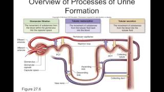 Chapter 27 Urinary System Part2