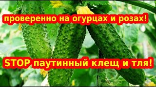 Как избавиться с первого раза от паутинного клеща и тли