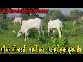 👍#Yaduvanshi गौशाला - गौचर में घूमती, चरती गायों का मनोरम दृश्य👍.
Open Cow Grazing👍.