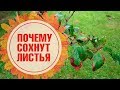 Болезни плодовых деревьев 🍎 Филлостиктоз или бурая пятнистость 🍎 Как бороться?