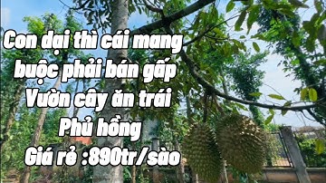 Con dại thì cái mang vì nợ nần chồng chất nên buộc lòng bán nhà vườn cả đời gầy dựng ở châu đức BRVT