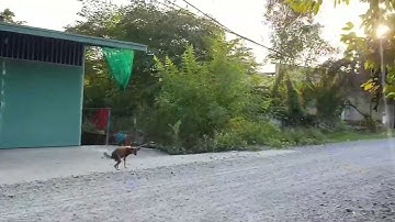 bán đất đường hà Duy Phiên xã Bình Mỹ huyện Củ Chi