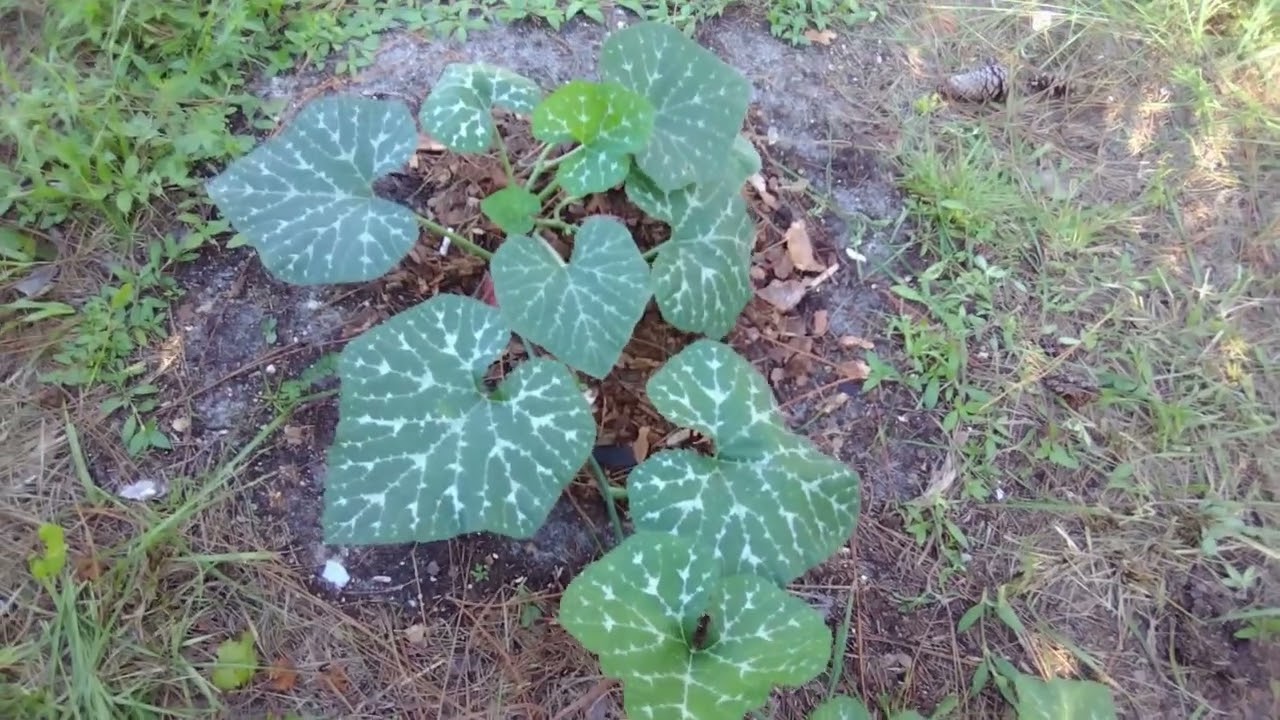 CULTIVO DE CALABAZA CON EL METODO DE PODA[PARTE 1]