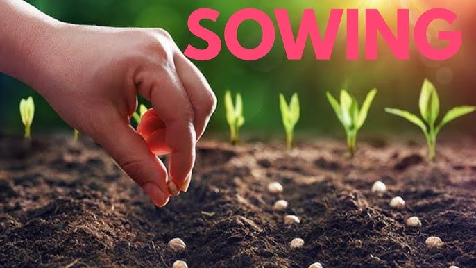 Seed Selection