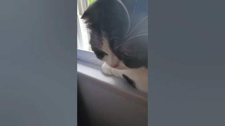 Watch the video about UNO & Pearl Morning #cat #cute #cuteanimal #scottishfold #ragdoll