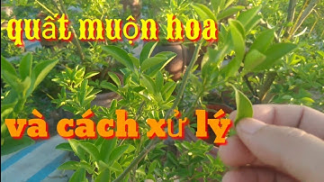 Cắt nước ép quất cảnh ra hoa sai quả đúng tết, quất ra hoa muộn và cách xử lý