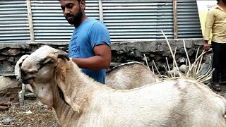Big Offers on Biggest Goats Solapur || Al Muqit Goat Farm @usmangoatsfarmsolapur9149