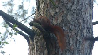 Preening squirrel / Sich putzendes Eichhörnchen