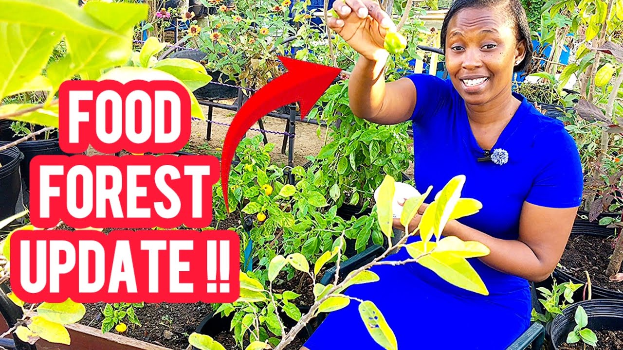 I Am Turning My Backyard Into A Thriving Food Forest Update