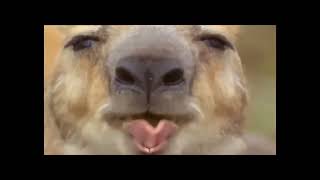 Kangroo Hip Hop Badasses (original narration by Randall)