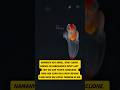 Malaikat Laut Dalam Yang Hidup Di Es #SeaAngel #DeepSea #lautdalam  #deepsea #faktaunik