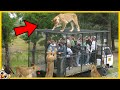 10 Tiere, die aus dem Zoo entkommen sind