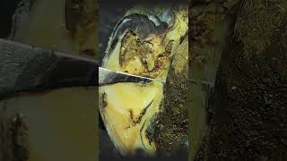 SEPARATING HOOF AND DIGITAL DERMATITIS! FIND OUT WHY!