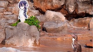 けもフレ「フルル」に“恋する”フンボルトペンギン、その理由は グレープ君 検索動画17 けもフレ「フルル」に“恋する”フンボルトペンギン、その理由は グレープ君 検索動画 17