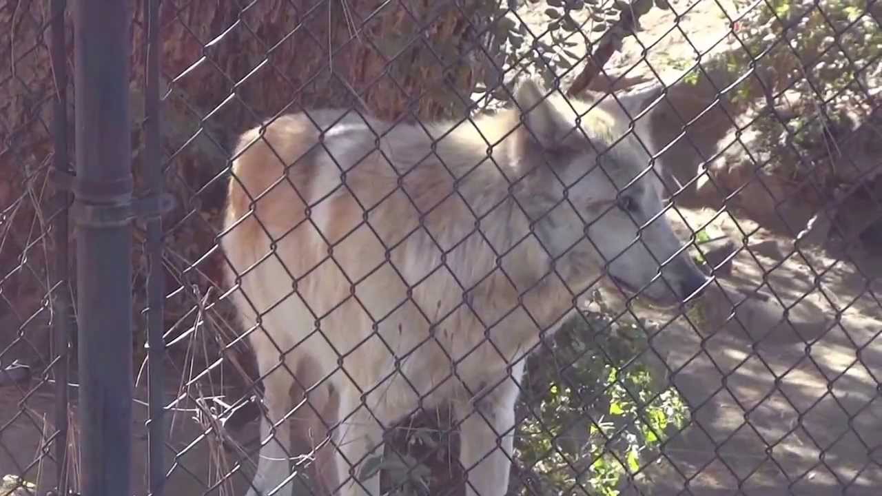 Wolf Howling at the Big Bear Zoo YouTube