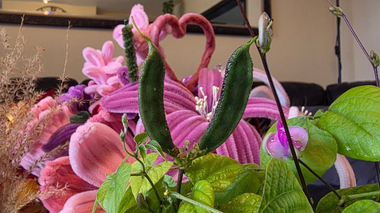 লন্ডনের মাটিতে আগাম শিম, Shoker Bagan uk 