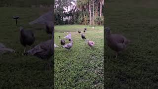 Pet turkey landing zone-flying down from the night roost by Bruce Ryba 34 views 4 months ago 1 minute, 49 seconds