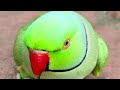 Mummy ko bulao ..💚 mithu talking parrot 🦜🦜🦜#parrot #talkingparot #video