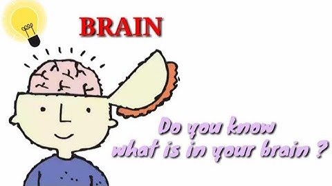 Know your brain !! Class 5 science lesson Nervous system part 2