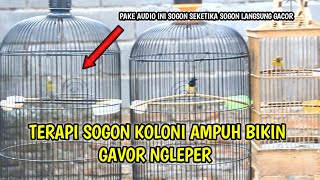 terapi SOGON KOLONI SALING SAHUT MERANGSANG SOGON BAHAN JADI BUNYI BUKA PARUH