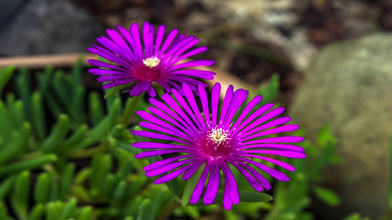 Purple Flowers - Royalty Free Stock Footage