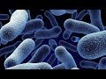 Clasificación y estructura de las bacterias