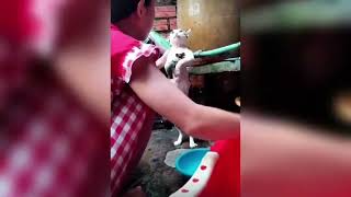 Funniest Cat Videos 🐱 Funniest Videos 🐱 En Komik Kedi Videoları 🐱 Kedi Videoları #SHORTS #cat #kedi