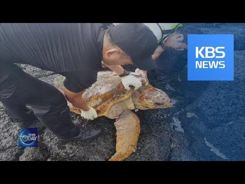 RESCUING SEA TURTLES / KBS뉴스(News)
