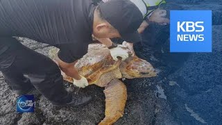 RESCUING SEA TURTLES / KBS뉴스(News)