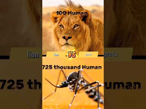 الاسد قلبه على اليمين     هل تعلم