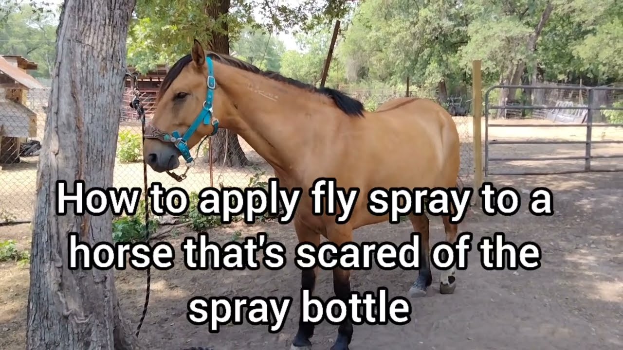 How to apply fly spray to a horse that is scared of the bottle A dish