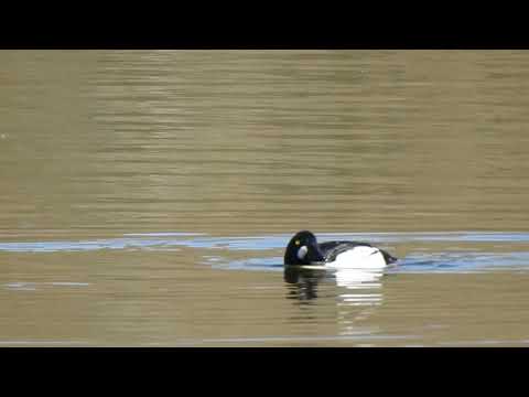 Common Goldeneye (Bucephala