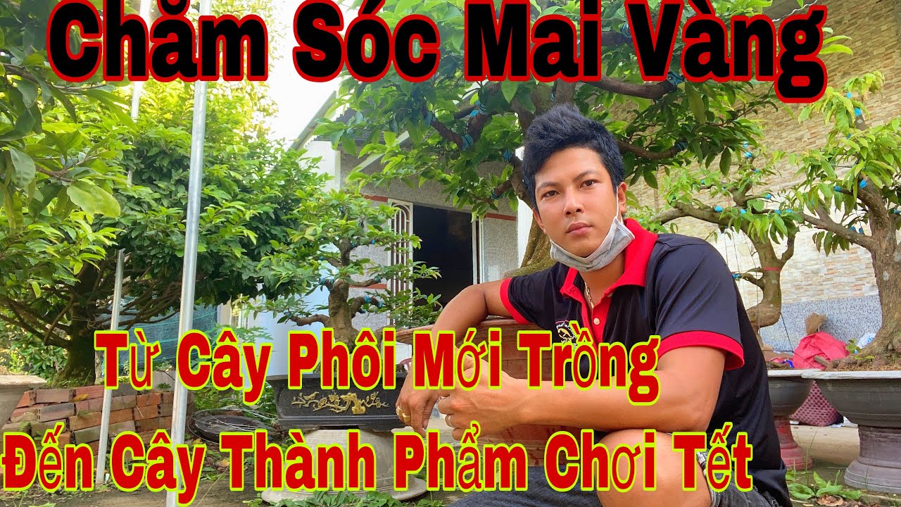 chăm sóc mai vàng _ thăm mai vàng từ phôi mới trồng cho đến cây thành phẩm