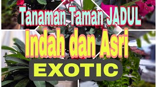 Tanaman Taman Jadul Exotic