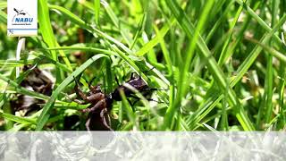 Die Frühlings-Wegwespe - Schwarzroter Spinnenjäger