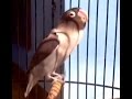 Lovebird Batman Ngekek Panjang Masteran Kacer,Murai Batu,Cendet,Kolibri dan Cucak Ijo