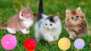 Adorable kitten moments, cat meow sounds - farm animals